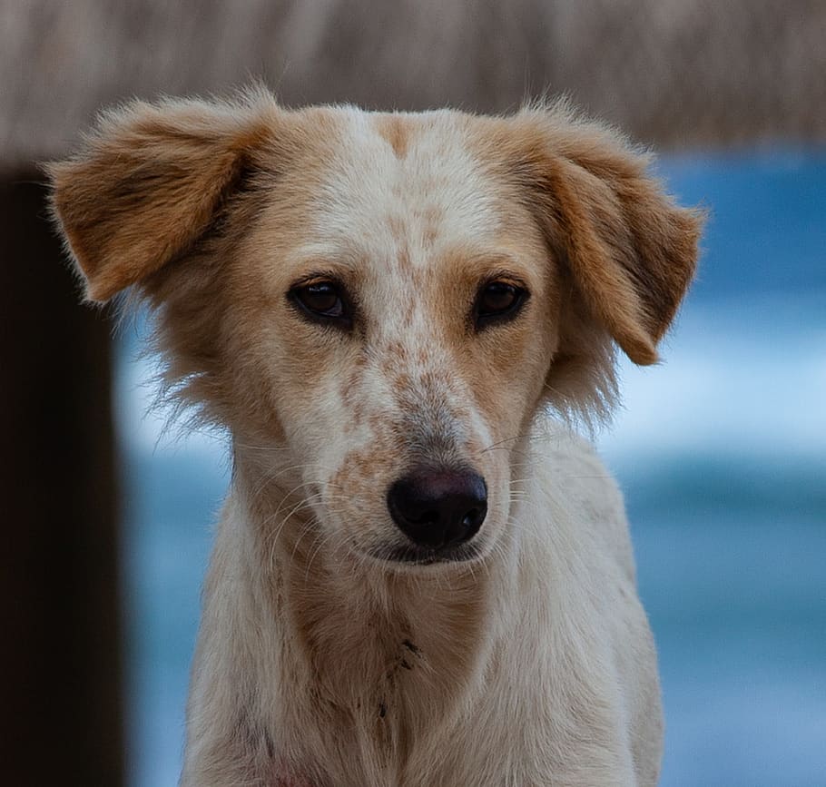 blonde dog, stray dog, beach dog, white dog, stray, dog, beach, sea, vacation, animal