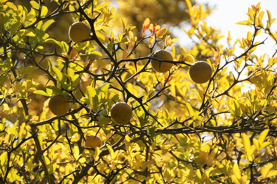 citronečník, fruit, yellow, in the fall, spines, bush, lemons, inedible, lemon tree, tree
