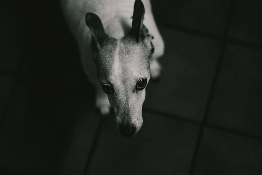 grayscale photography, dog, grayscale, hound, puppy, animal, one animal, animal themes, animal head, close-up