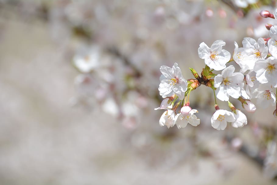 flores de pétalos blancos, cereza, pétalo, rosa claro, rosa, primavera, ancianos, arriba, zoom, bokeh