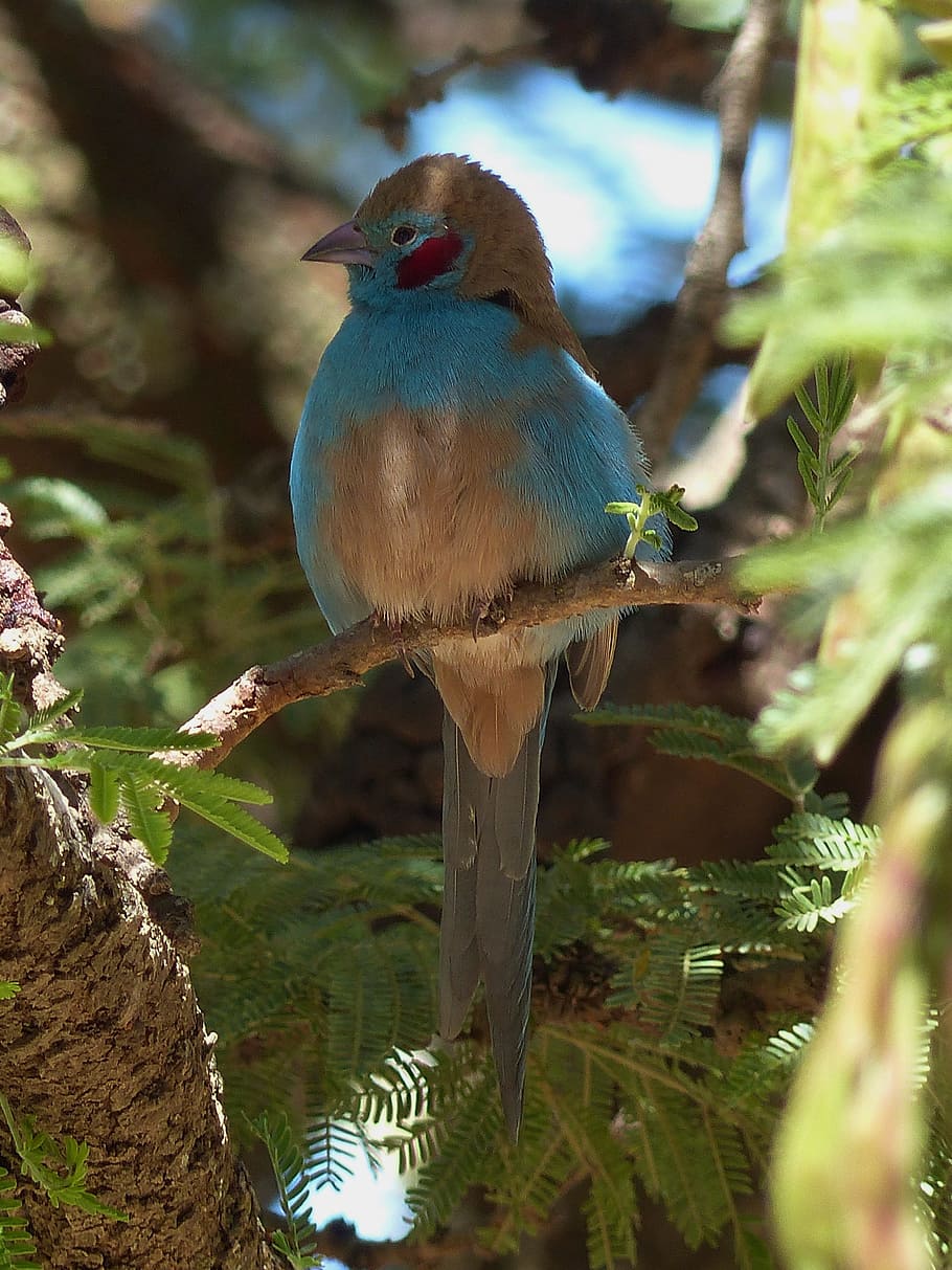 blue, brown, bird, perched, tree branch, ethiopia, animal, ornithology, cordon bleu, plays red