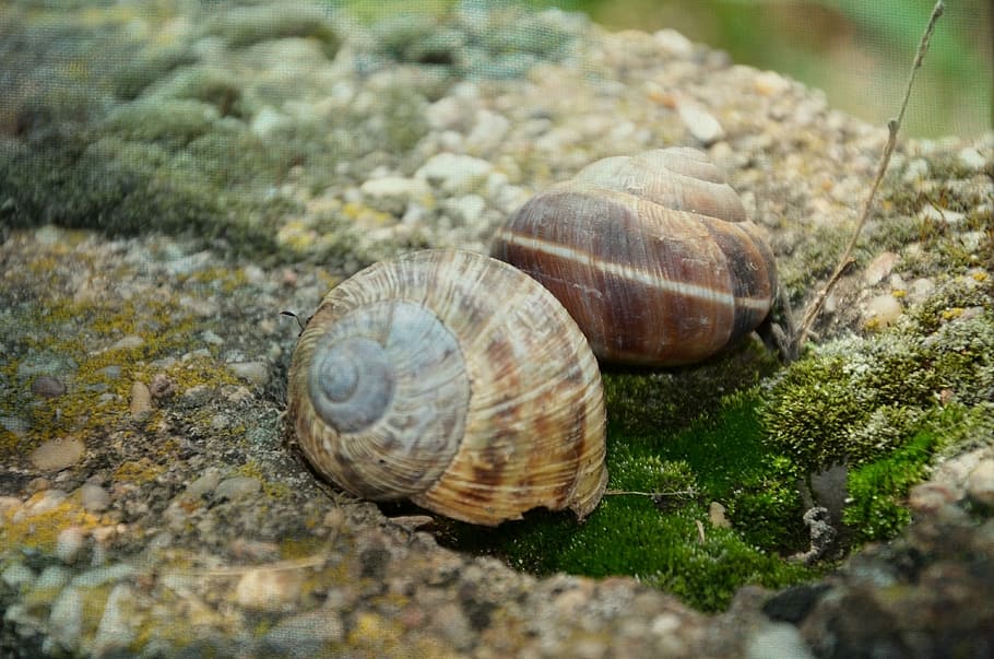 snail, stone, shell, green, helix, animal, nature, macro, food, wildlife