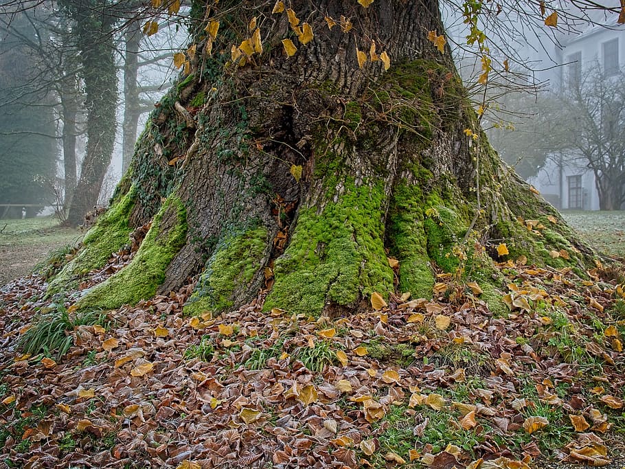 tree root, root, tree, log, wood, old, moss, mis shapen, natural energy, bark