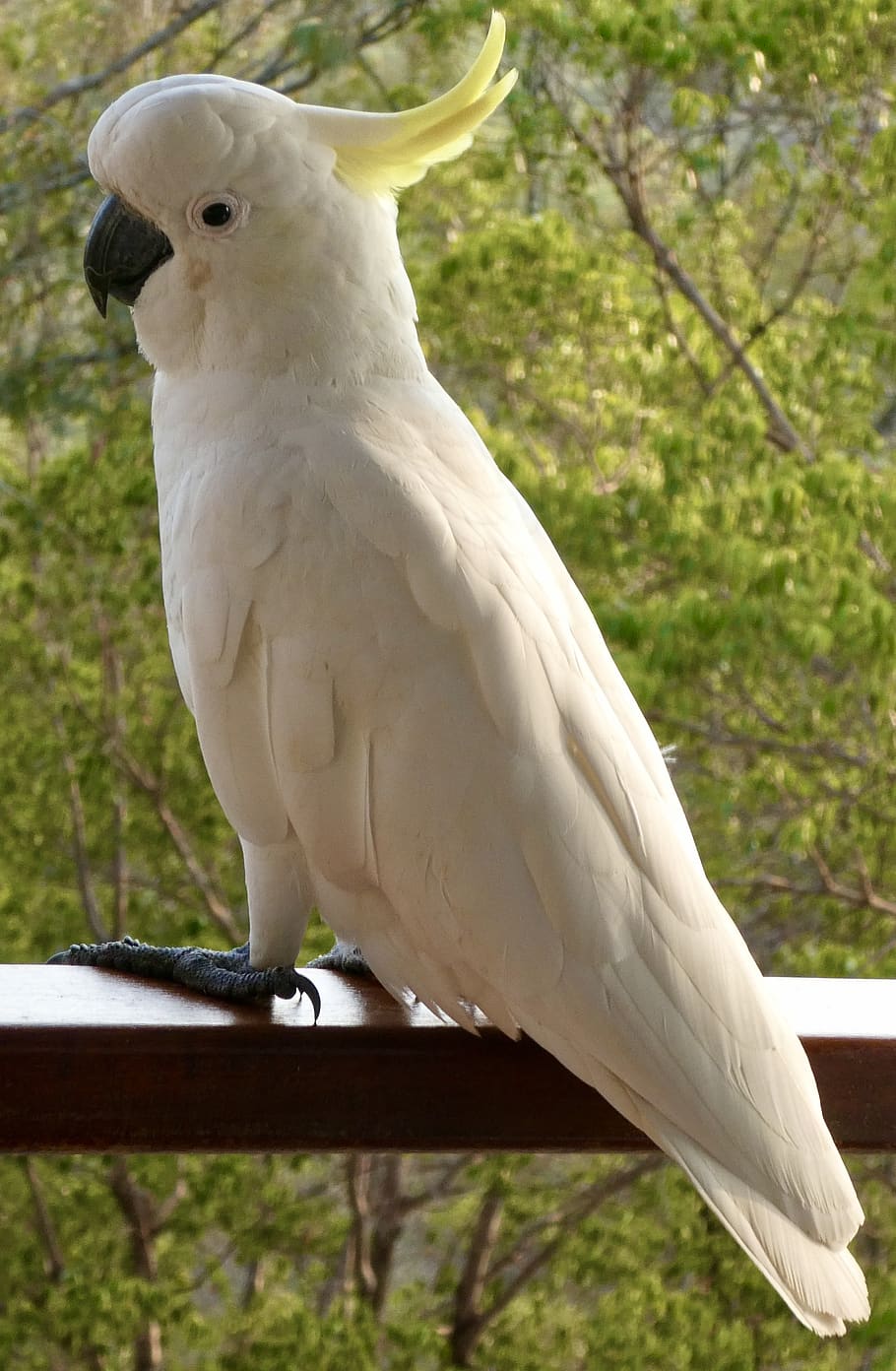 cockatoo, australia, yellow, white, wildlife, plumage, perched, crested, feathers, sulphur-crested