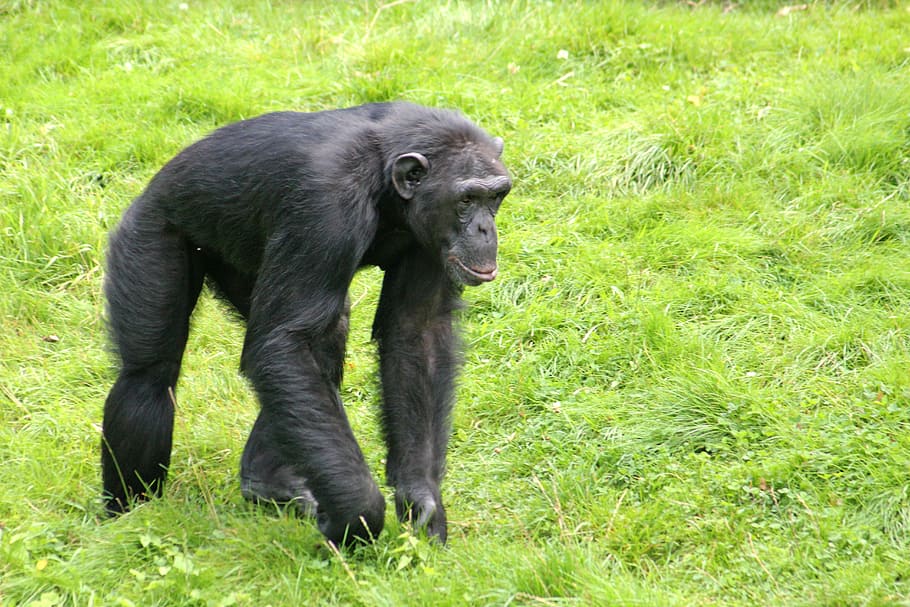 chimpanzee, monkey, zoo, primate, black, fur, mammal, grass, one animal, plant