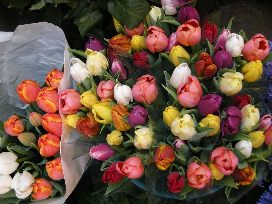 Flowers, Tulips, Spring, freshness, market, flower, vegetable, variation, flowering plant, beauty in nature
