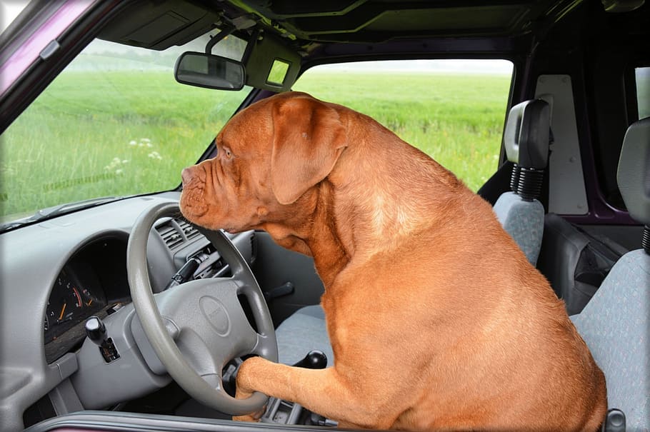 adult, french, mastiff, driving, car, dog, dogue de bordeaux, pet, steering, transportation