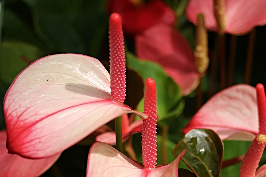 bunga flamingo, anthurium andraeanum, anthurium, tanaman, flamingoblume besar, bunga, merah, mekar, berwarna merah muda, dekat