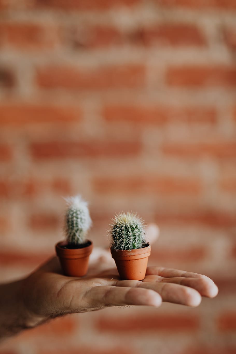 cacti, cactus, miniatures, plant, pot, Miniature, clay, pots, human hand, hand