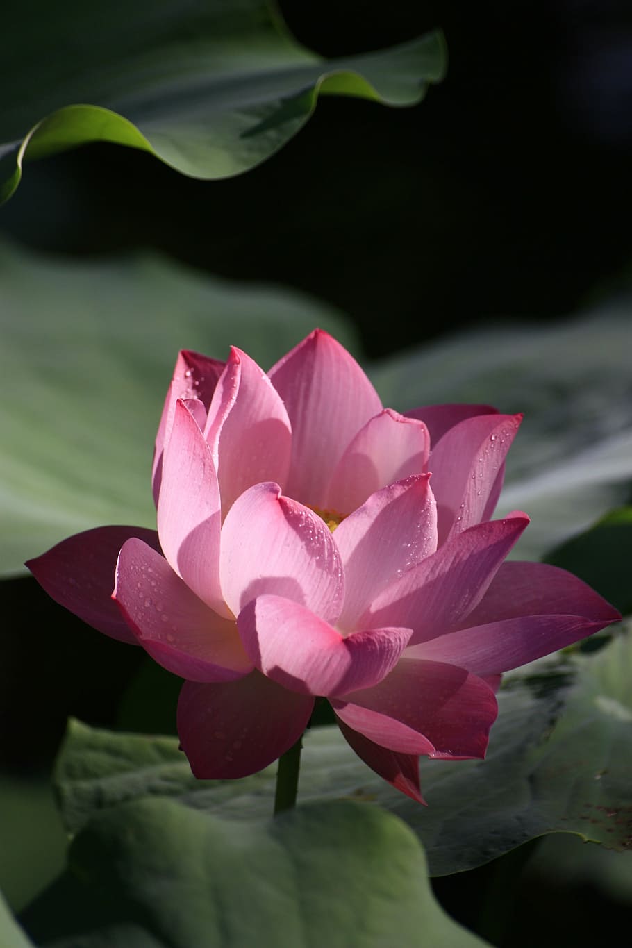 pink, lotus flower, lily pods, lotus, red, plant, flowers and plants, buddhism, open, light transmittance