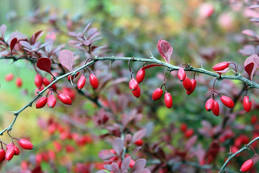 barberry, bush, the fruits of barberry, red, red barberry, fruit, food and drink, food, healthy eating, plant