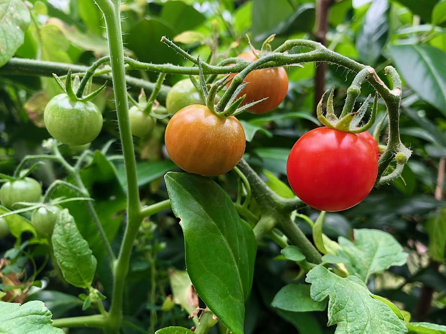 tomates, planta, rojo, fresco, bio, naturaleza, alimentos, saludable, jardín, nutrición
