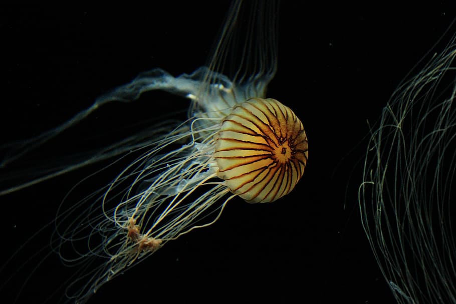 bawah air, fotografi, kuning, ubur-ubur, hewan, medusa, cnidaria, alam, liar, laut