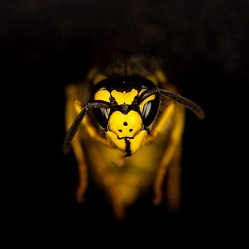 Royalty-free Wasp photos free download | Pxfuel