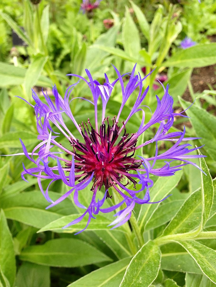 cornflower, purple, purple flowers, nature, green, plant, leaves, bachelor's button, centaurea cyanus, flowering plant