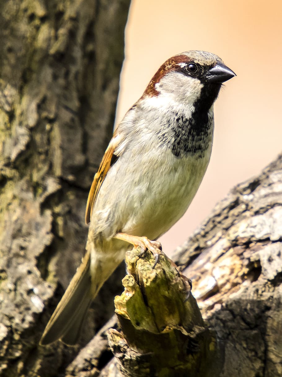 Sperling, House Sparrow, sparrow, songbird, garden bird, bird, nature, animal, one animal, animal wildlife