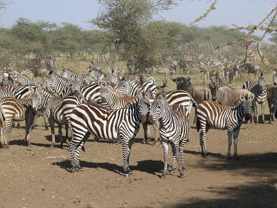 Zebra, Kenya, Taman Nasional Masai Mara, mangsa, hewan, alam, hewan di alam liar, hewan liar, belang, tema hewan