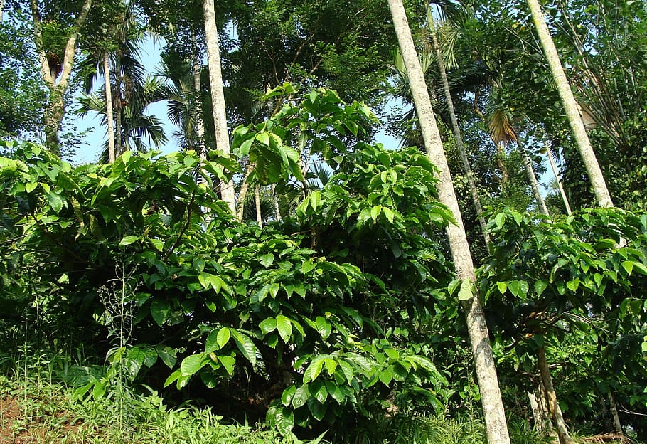 Plantación de café, coffea robusta, palmas areca, ammathi, coorg, india, planta, árbol, crecimiento, bosque