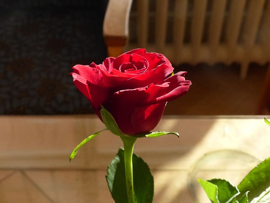 Ros, Flower, Table, Leaf, red, rose - Flower, love, bouquet, romance, petal