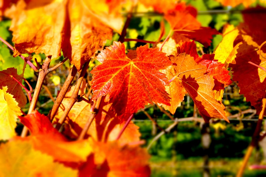 hoja de vino, otoño, vino, vid, color de otoño, estado de ánimo de otoño, naturaleza, planta trepadora, emerger, colores de otoño