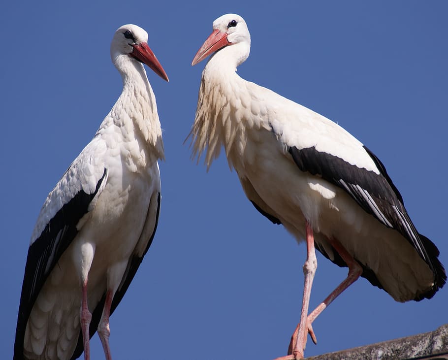 stork, bird, birds, nest, storchennest, nature, plumage, roof, bill, storks
