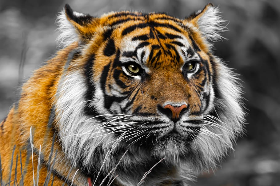 tigre, predador, gato grande, perigoso, gato, listrado, olhos, retrato, bigodes, mamífero