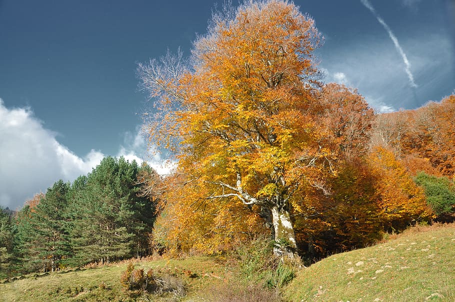 Tree, Fall, Pyrénées, Spain, Huesca, tree fall, color, sky, nature, landscape