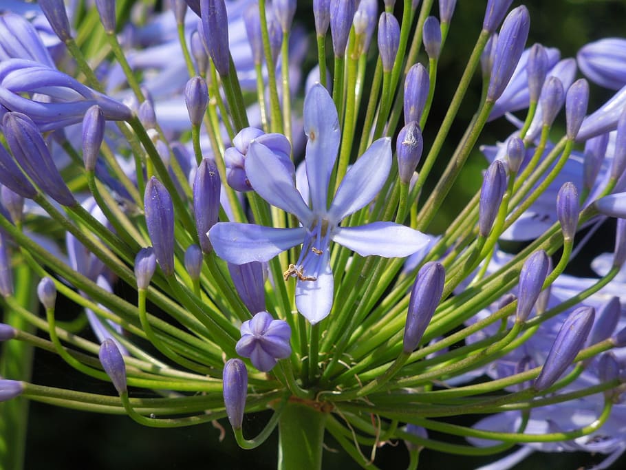 agapantos, flores, naturaleza, britains, flor, planta floreciendo, planta,  belleza en la naturaleza, vulnerabilidad, fragilidad | Pxfuel