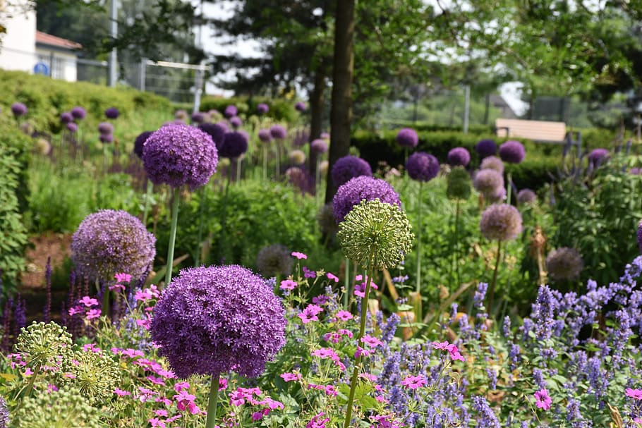 allium, plant, ornamental onion, violet, garden, blossom, bloom, flower, flowering plant, purple