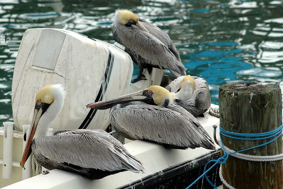 pelicans, bird, wildlife, beak, wading bird, animal, white, water, pelecanus, big