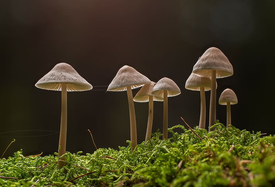 mushroom, small mushroom, mushrooms, sponge, moss, nature, autumn, mini mushroom, agaric, forest mushrooms
