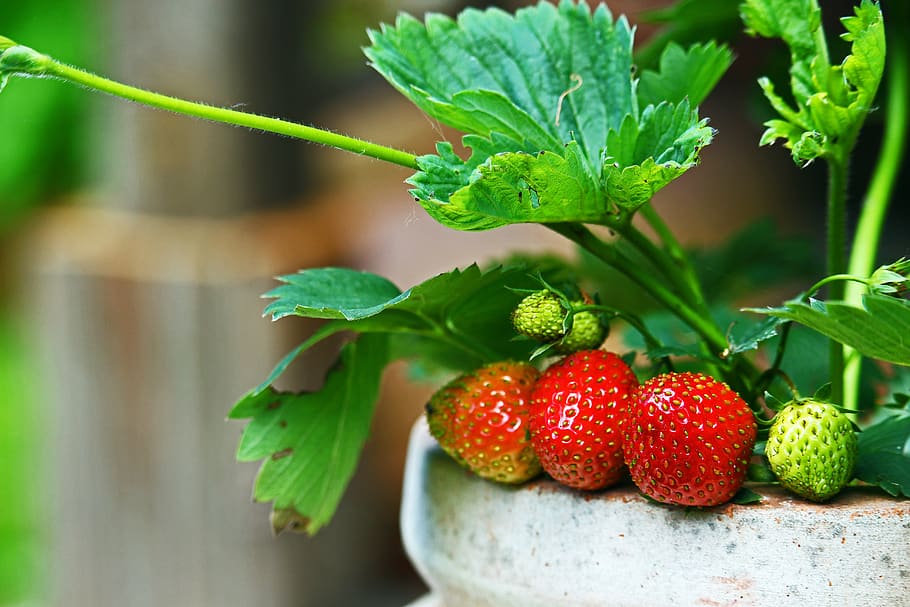strawberries, garden, fruit, summer, food, delicious, fresh, healthy, vitamins, fruits