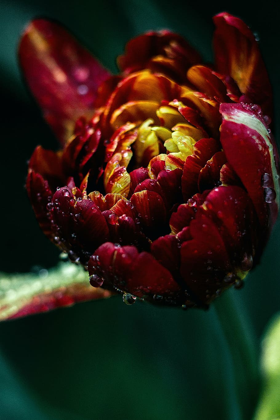closeup, red, yellow, tulip flower bud, water droplets, nature, plants, bud, petals, water
