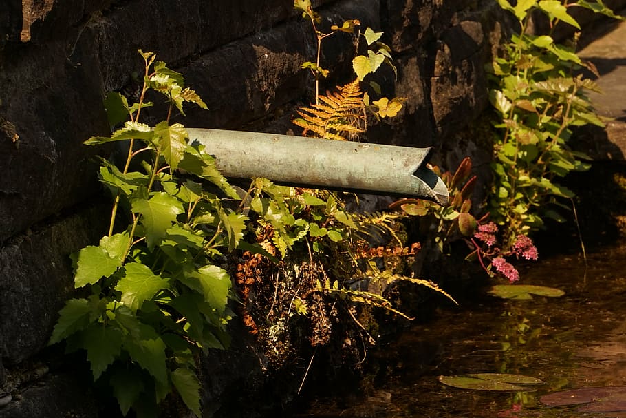 water pipe, pond, tributary, plant, plant part, leaf, nature, growth, day, outdoors