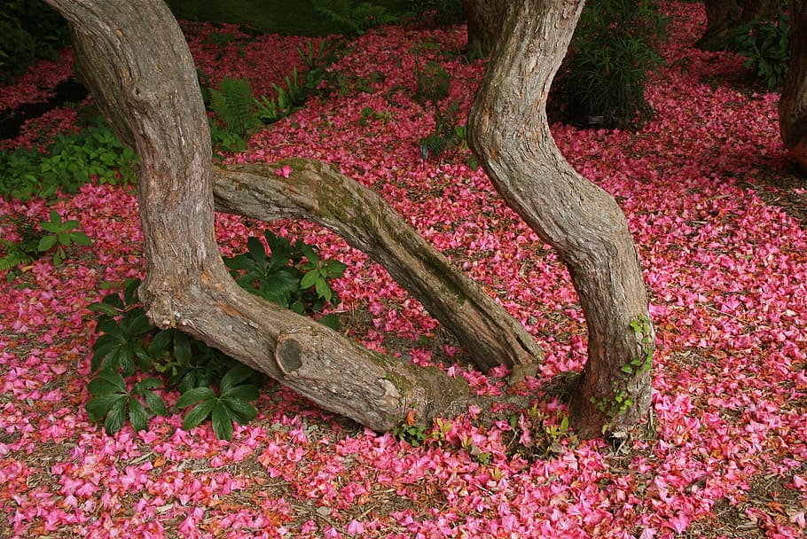 brown tree trunk, rhododendron blossom, bodnant garden, north wales, plant, beauty in nature, tree, nature, flower, red