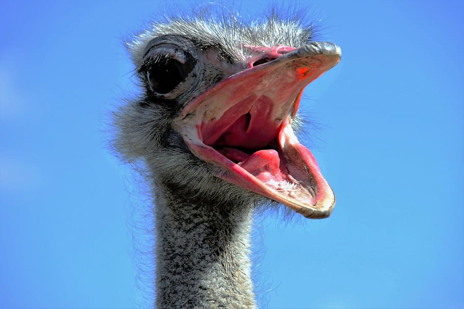 close, photography, ostrich, head, the ostrich, ostrich head, beak, fluff, bird, stupid