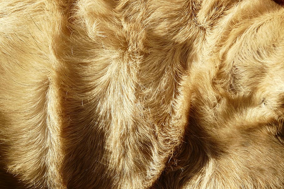 fur, beige, hair, detail, structure, dog, soft, cuddly, warm, eddy
