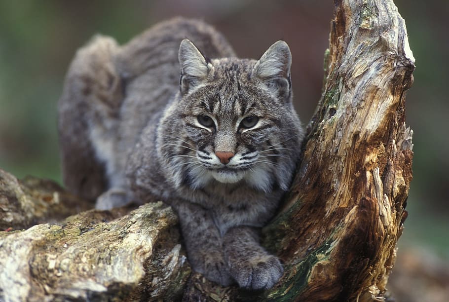 long-furred cat, brown, tree, bobcat, wildlife, predator, nature, outdoors, lynx, wild