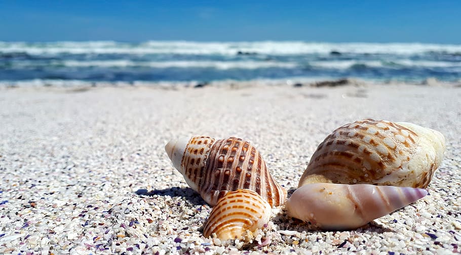 shells, shell, sand, sea, nature, beach, seashell, ocean, marine, tropical