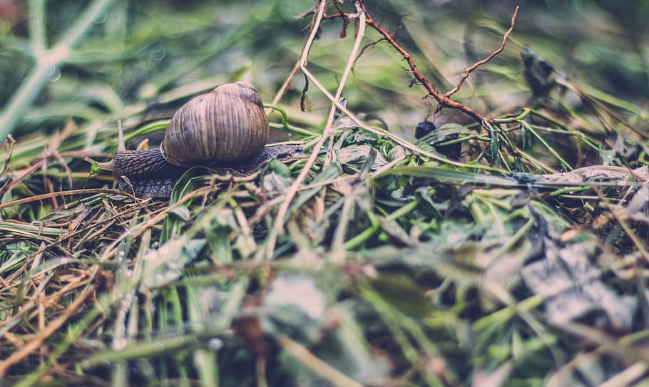 close-up photography, brown, snail, green, grass, macro, shot, shell, wet, outdoor