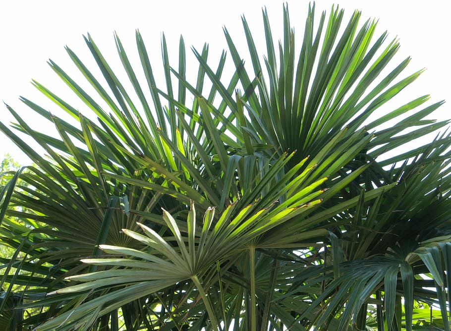 green, sago plant, Sago, plant, fan palm, palm, fronds, tropical, leaf, tree