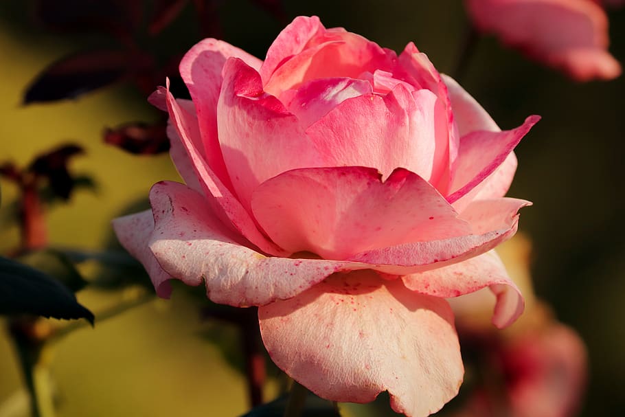 rose, fade, autumn, pink, petals, light, tender, rose bloom, pink rose, flower