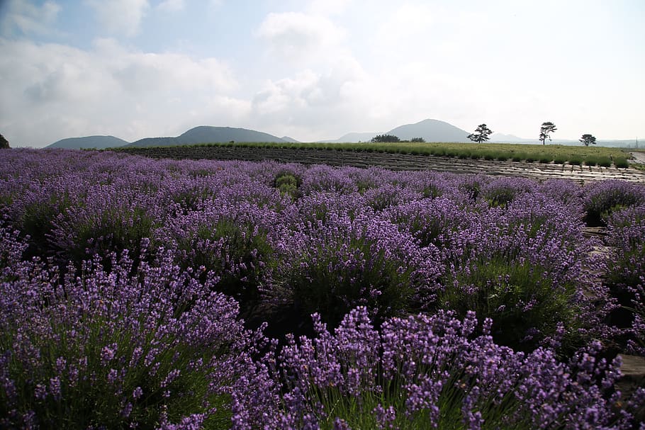 lavender, bidang, bunga, Provence, alam, ungu, hub, keharuman, Taman, bunga liar