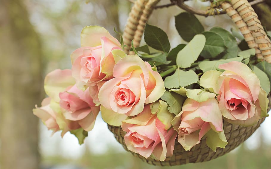 closeup, pink, rose, arrangement, roses, noble roses, basket, tree, branch, flowers