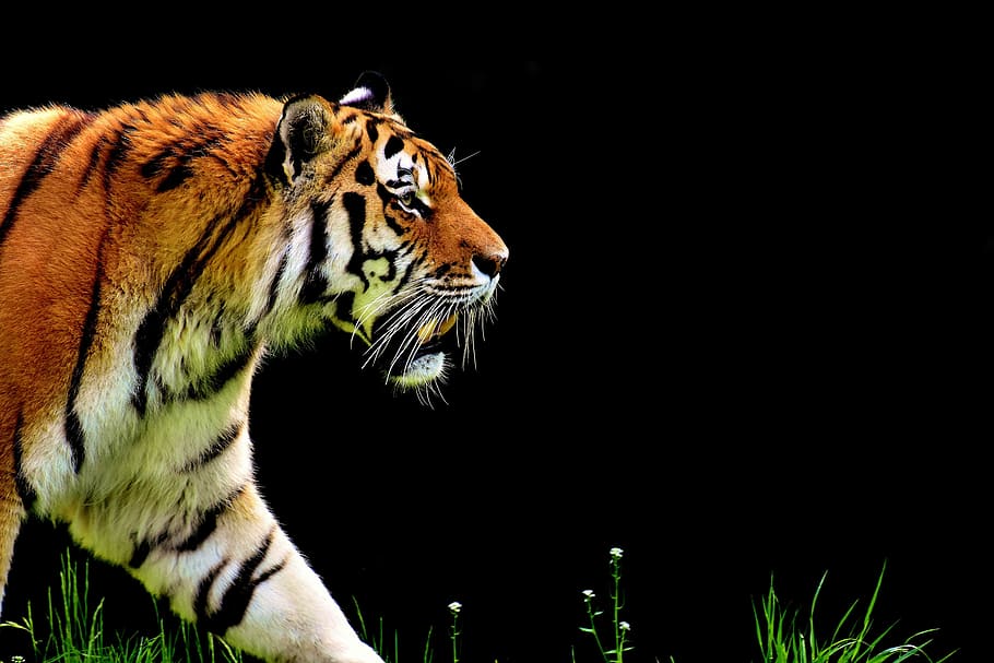 laranja, branco, preto, tigre, predador, peles, bonito, perigoso, gato, fotografia da vida selvagem