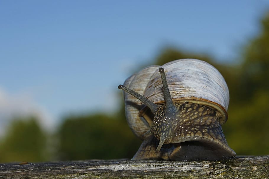 brown snail, snail, shell, escargots, slowly, mollusk, slow, nature, animals, snails