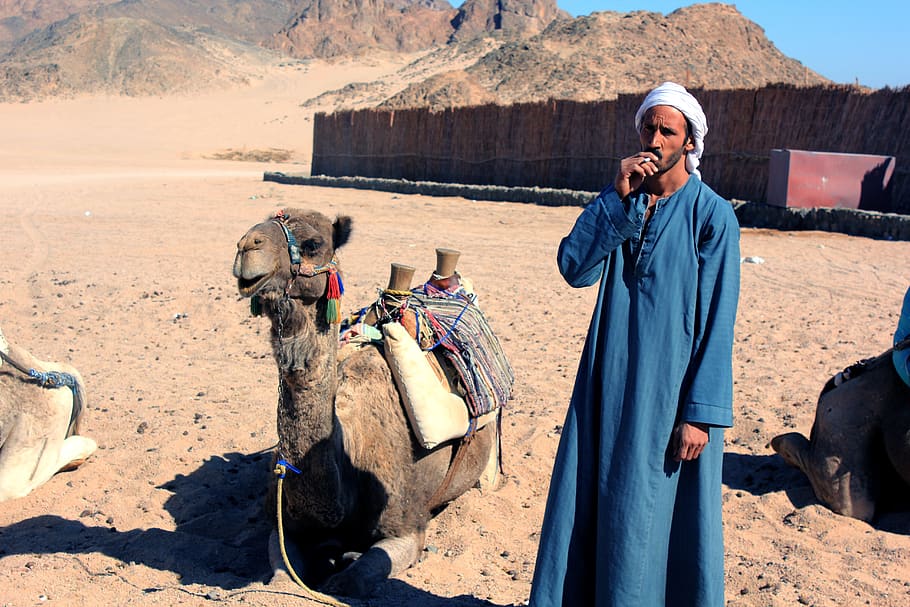 egypt, bedouin, sahara, camel, locals, man, smoking, one person, adult, men
