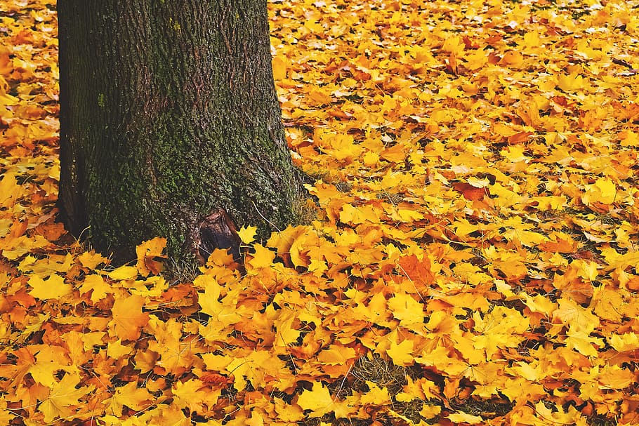 秋の木, 葉, 地面, 森, 秋, 木, 自然, 黄色, 季節, オレンジ色