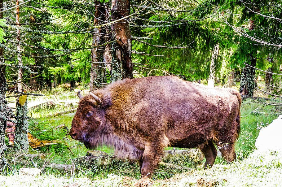 Bison, Force, Nature, Wild, taurau, forest, haute loire, ardèche, horns, livestock