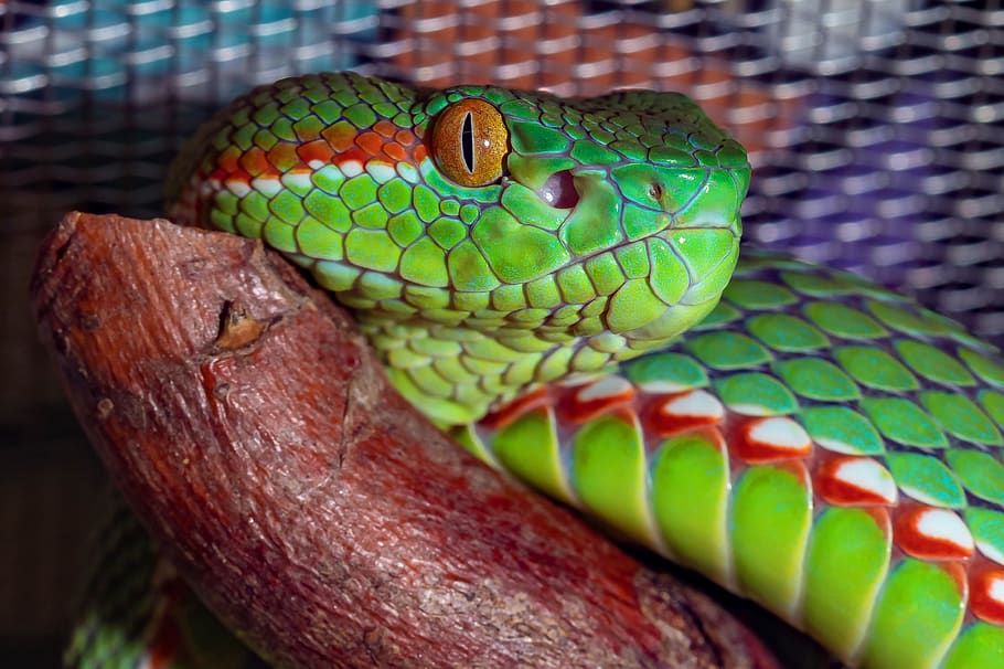 snake, venomous snake, green, viper, close up, reptile, dangerous, toxic, animal themes, one animal